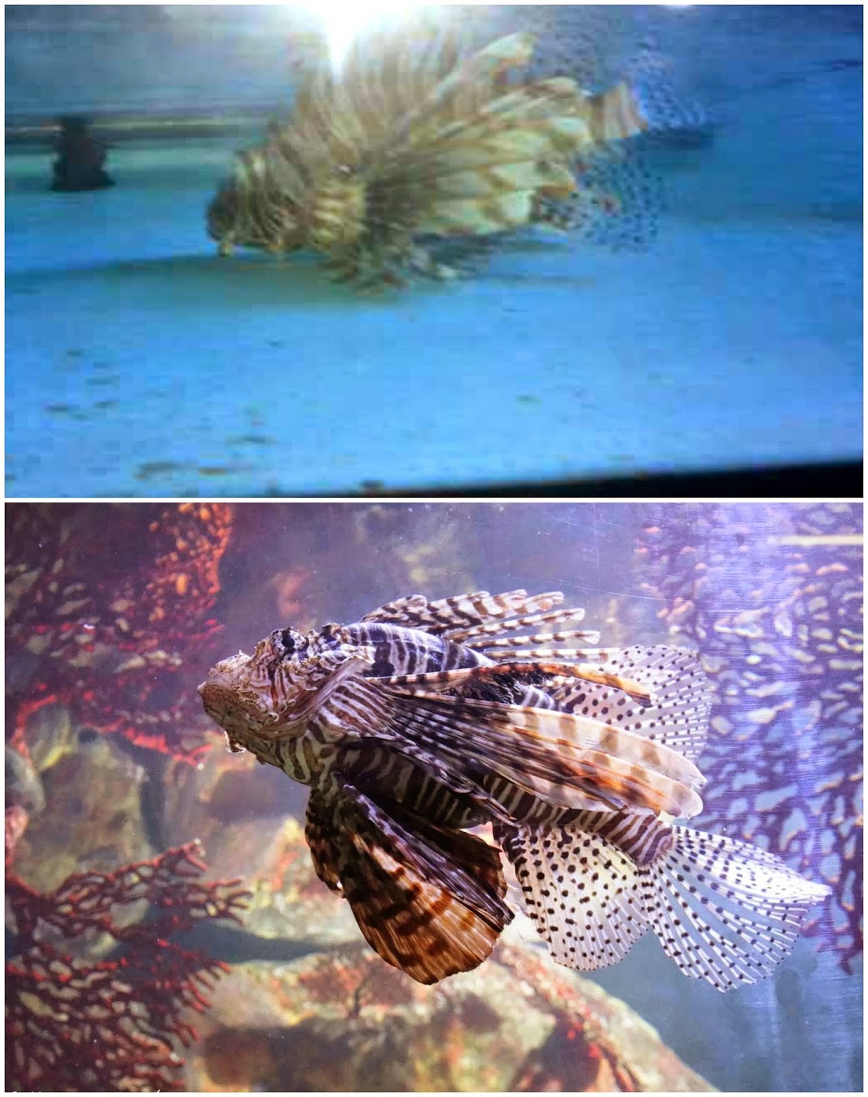 Red Lion Fish Red Lion Fish, surat aquarium fish