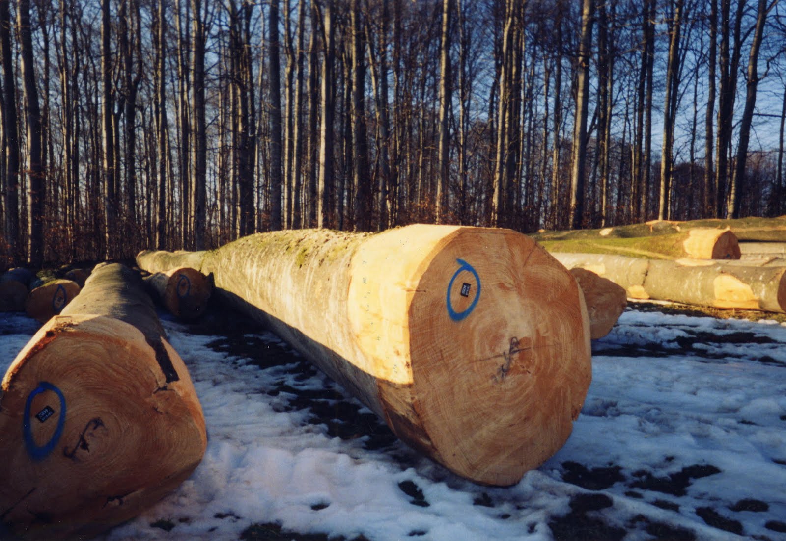 Forêts Lorraines L'évolution du prix des bois en Lorraine à la fin de l'été
