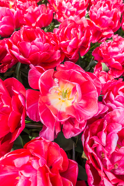 Keukenhof Gardens - Tulip Heaven in the Netherlands - a MUST if you are in Europe in the spring. The most amazing garden EVER! Keukenhof Gardens - Tulip Heaven in the Netherlands - a MUST if you are in Europe in the spring. The most amazing garden EVER!