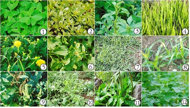 Plantas indicadoras, espontâneas ou ervas daninhas Plantas indicadoras, espontâneas ou ervas daninhas