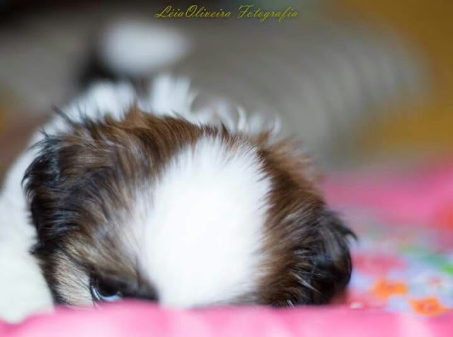 só quem tem shih tzu vai entender