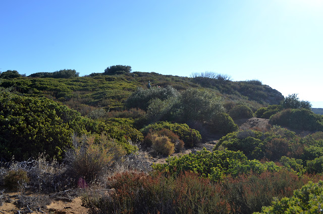 manzanita covered hills