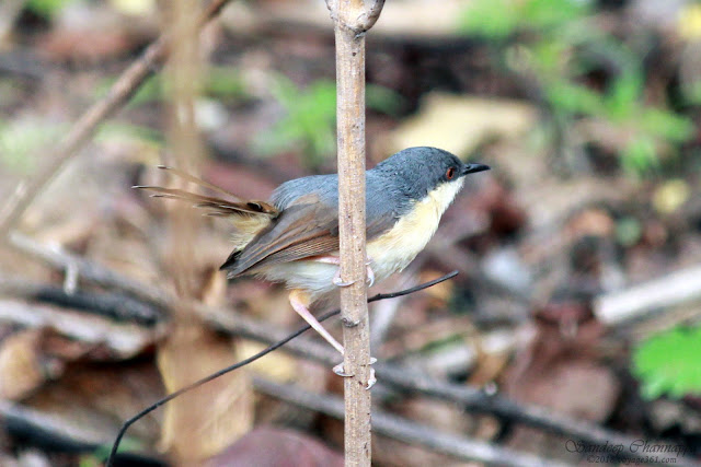 Ashy Prinia Ashy Prinia