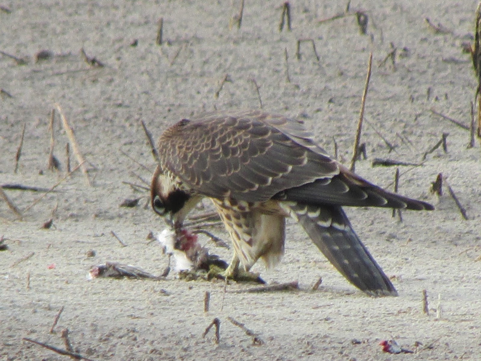 Long Island Birding August 2016