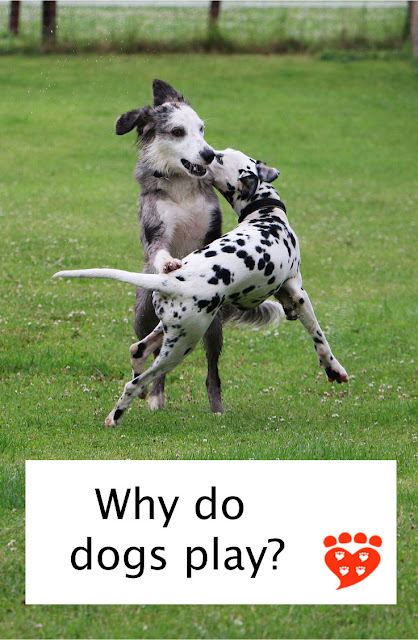 companion-animal-psychology-why-do-dogs-play
