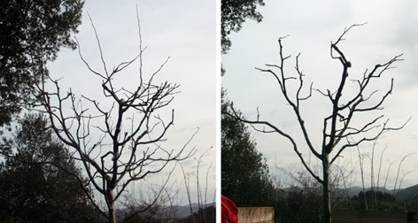 membrilleros sin podar y podado