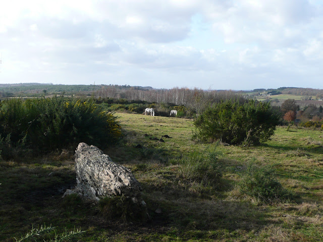 Chevaux mulassiers dans les landes de Cojoux. Ils entretiennent la lande.