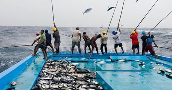 Penangkapan ikan secara berlebihan berdampak pada