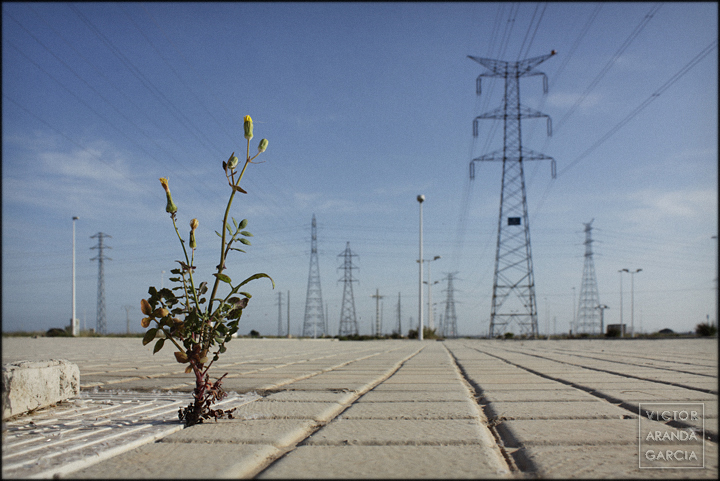 Naturaleza Urbana en Sagunto fotografía, naturaleza urbana, Sagunto, serie
