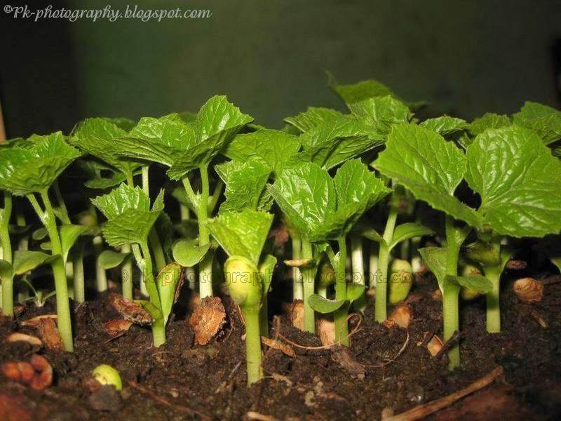 Nature Cultural And Travel Photography Blog Bitter Melon Seedlings