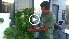 Growing Organic Greens is easy dirt free uses 90% less water for fresh truly organic food daily.