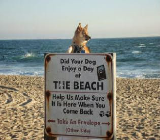 California Has Almost 100 Dog Friendly Beaches | i Love Dog