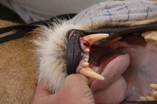 lion tooth teeth broken wild lions vet storyteller wildlife author incisor case
