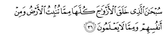 Surat Yasin Ayat 36 Surat Yasin Ayat 36