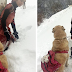 This Girl And Her Dog Just Saved A Mom Goat With Her Baby, And It’s The Sweetest Thing You’ll See Today