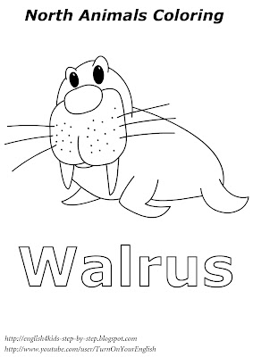 walrus north animals coloring