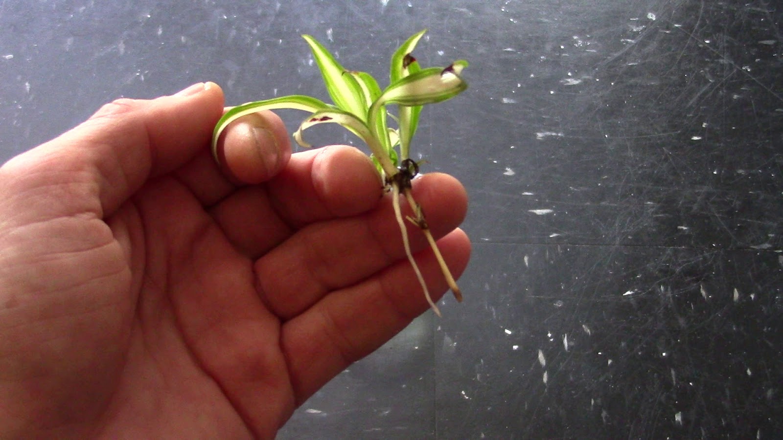 Random Bits Spider Plant Aquarium Garden