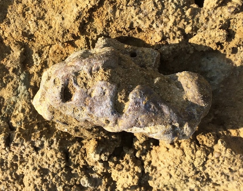 The Coastal Paleontologist The Ashley Phosphate Beds the