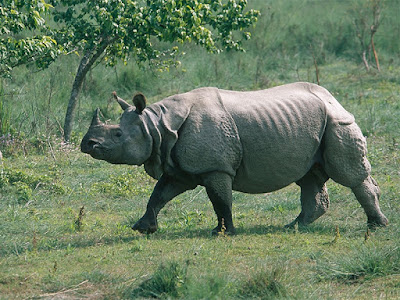 Manas National Park Manas National Park
