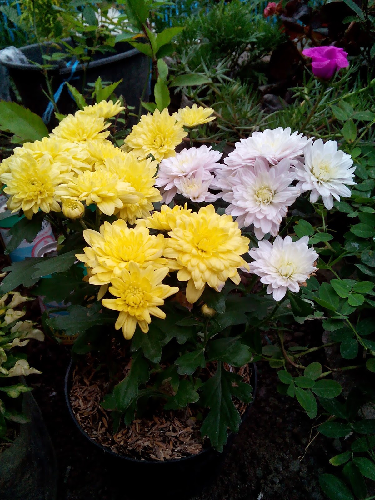 Bunga Kuning Dalam Gelas
