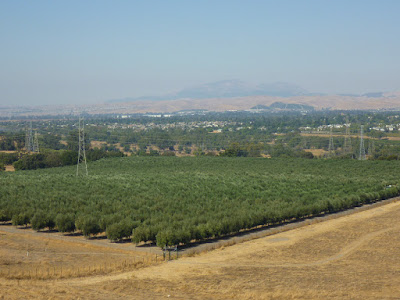 Olive orchard, Livermore and Mt. Diablo seen from Valley View Loop