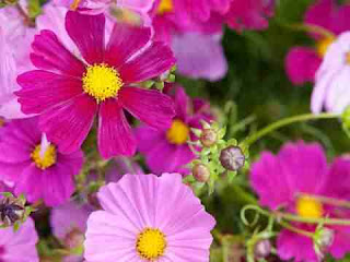 सपने में फूल देखना sapne mein flower dekhna सपने में फूल देखना sapne mein flower dekhna