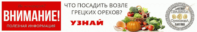 Саженцы грецкого ореха купить идеал Одесса, 0985674877, 0957351986, Walnuts Broker