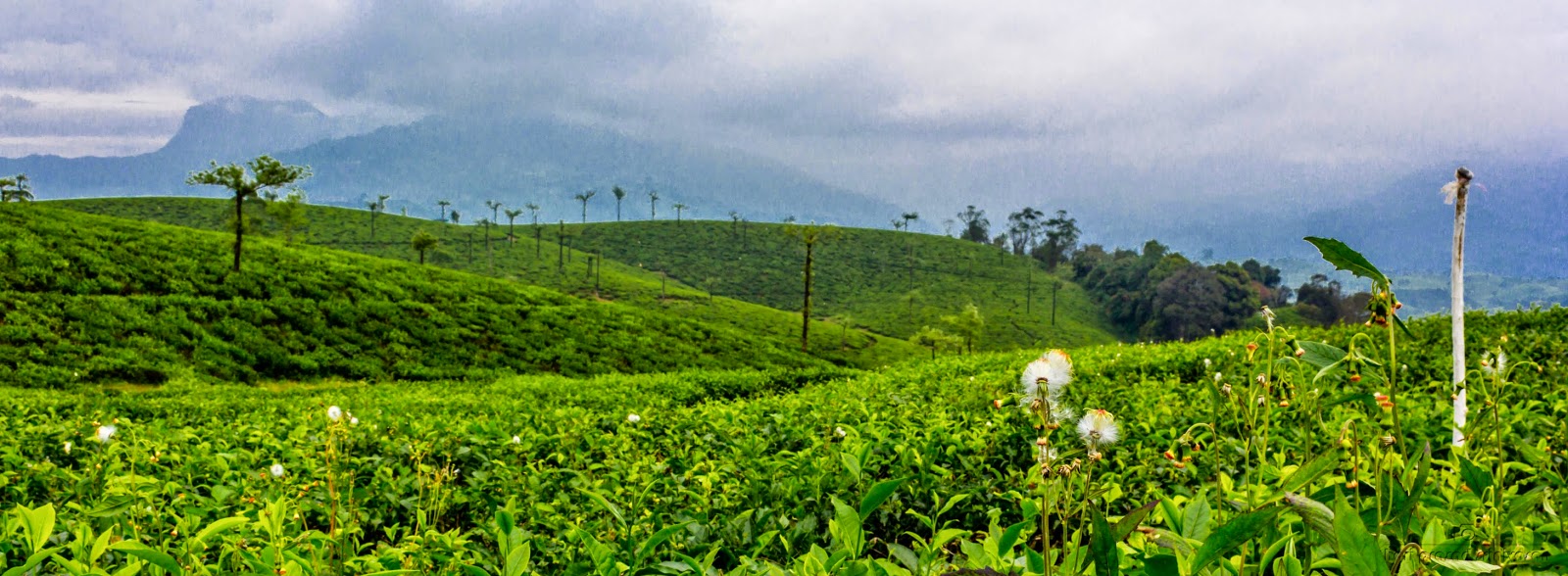 Path to Nallamudi Punjolai in between tea plantations