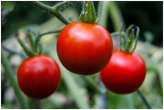 Manfaat dan Khasiat Buah Tomat untuk Kesehatan