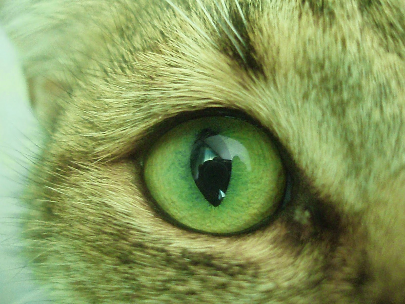 Сделать глаза кошке. Глаза кошки. Кошачий глаз сбоку. Глаз кошки сбоку. Цвет глаз у кошек.