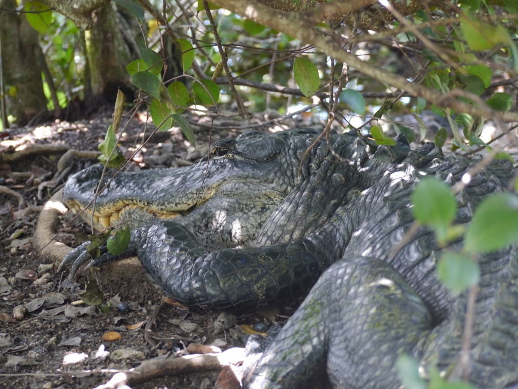 Everglades National Park  Royal Palm alligator crocodile