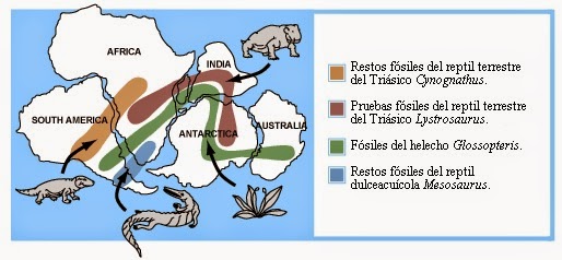 apuntes-de-evoluci-n-evidencias-de-la-evoluci-n