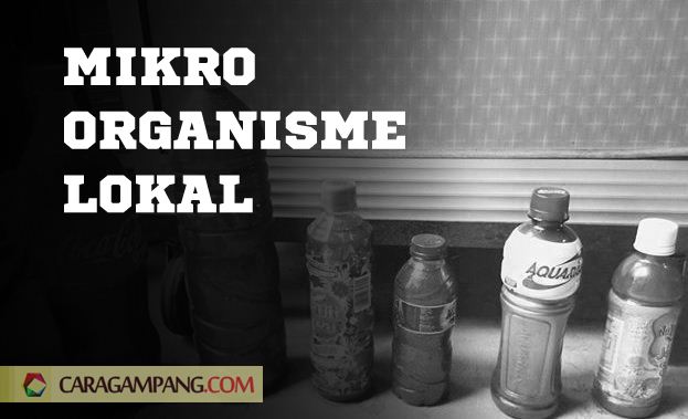Mikro Organisme Lokal Mikro Organisme Lokal