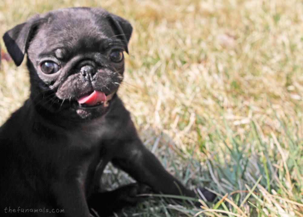 Funamals Pug Puppies to the Rescue