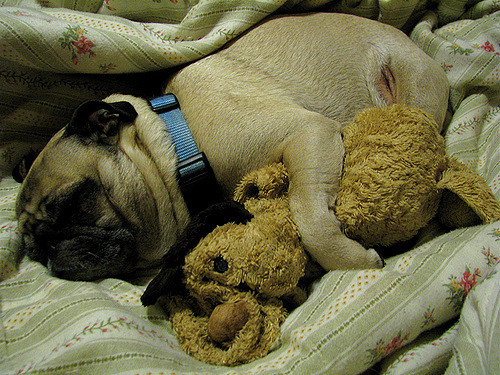 Safety of a Puppy National Puppy Day