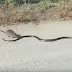 Brave Mother Rat attacks a ferocious snake to save her baby
