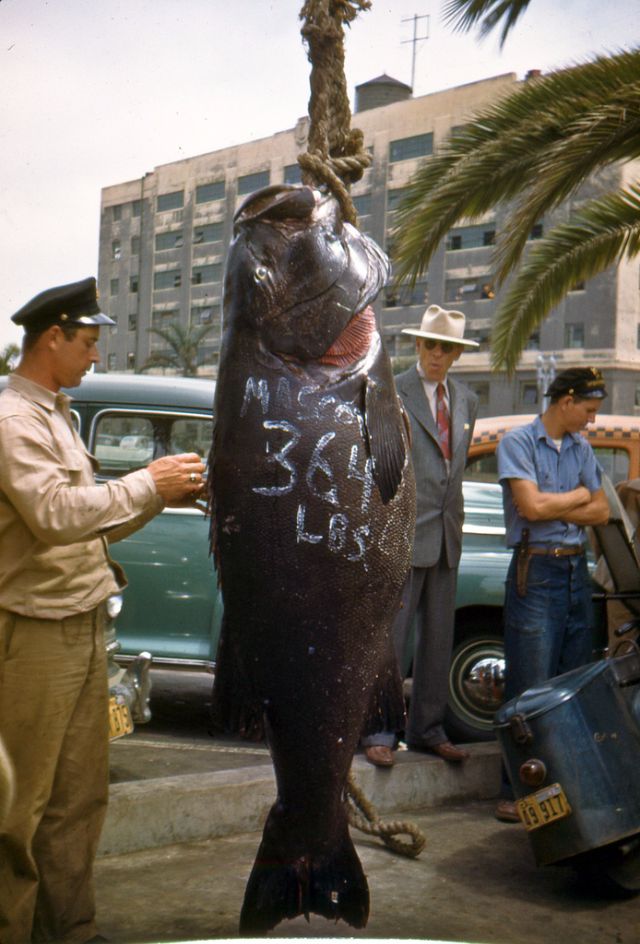 Big Catches of the Past  Fascinating Photos of Fishermen and Their Trophies - 63