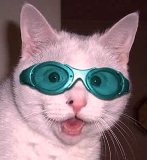 14 Gambar Kucing Pakai Kacamata Lucu Banget 14 Gambar Kucing Pakai Kacamata Lucu Banget