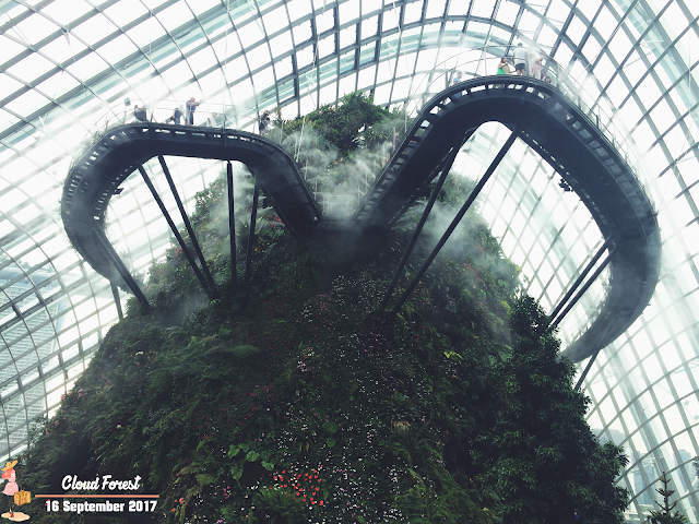 cloud forest