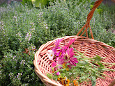 Thyme in the Garden