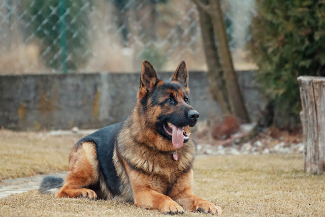 animal pictures animal pictures