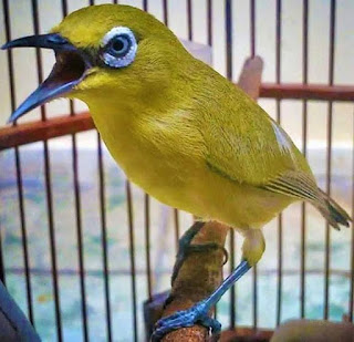 Manfaat Air Es Pada Burung Pleci http://kicaumaster89.blogspot.com/