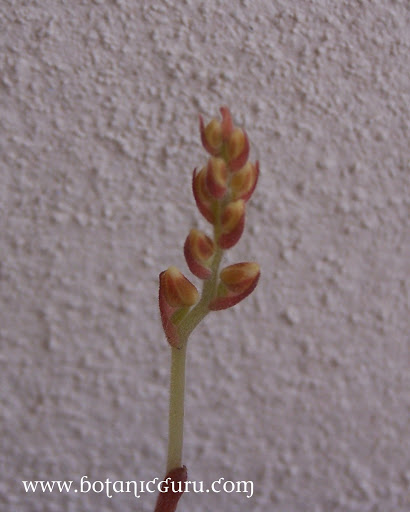 Macodes petola, Jewel Orchid