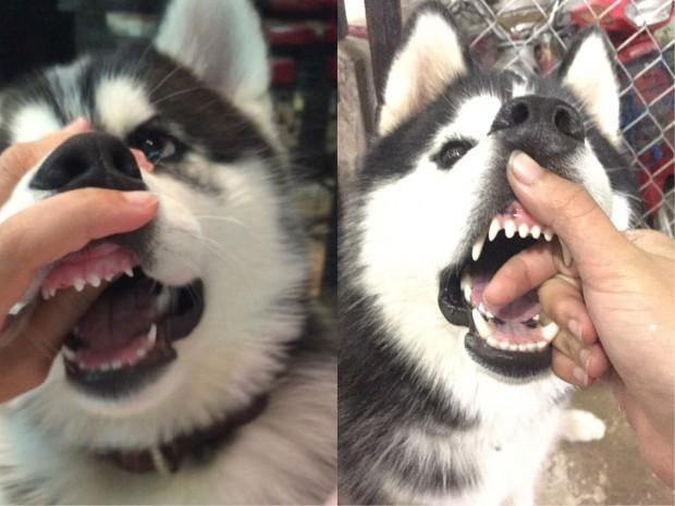 Nhìn răng đoán tuổi và sức khỏe chó