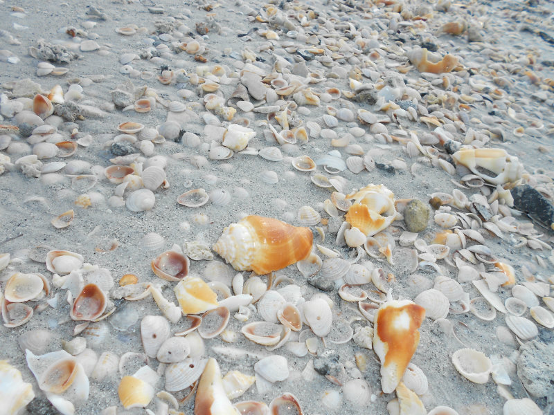 Sea Shells Daytona Beach The Best Beaches In World Sea Shells Daytona Beach The Best Beaches In World