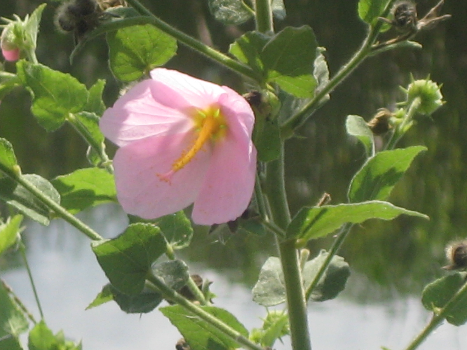 What's Bloomin' In Central Florida