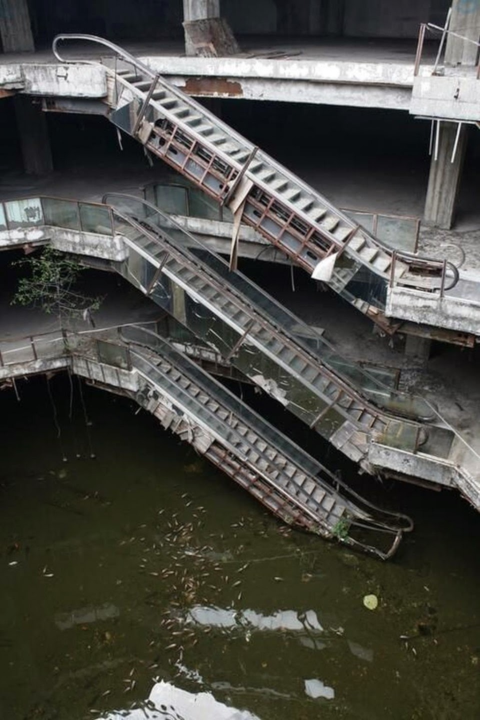 Abandoned Shopping Mall Becomes Koi Pond In Bangkok Abandoned Shopping Mall Becomes Koi Pond In Bangkok