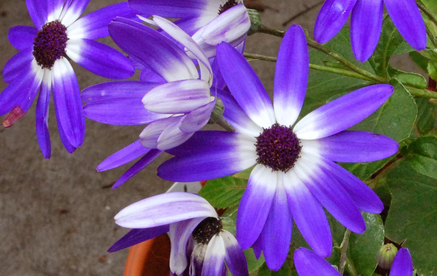 Flower Homes Cineraria Flowers