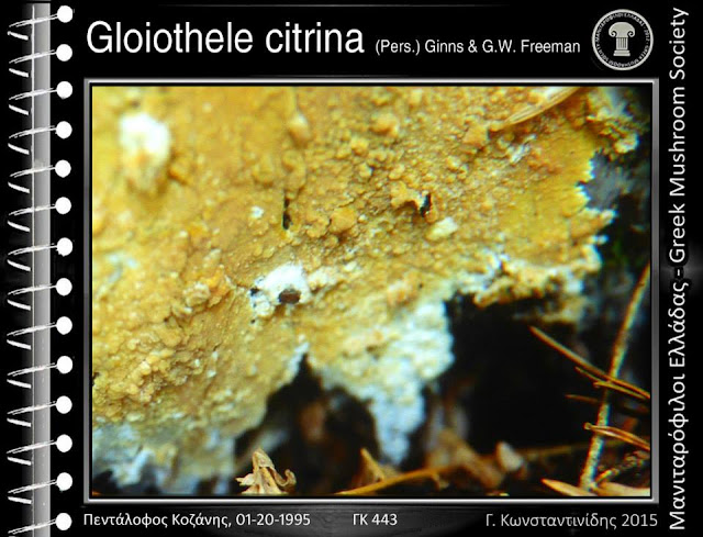 Gloiothele citrina (Pers.) Ginns & G.W. Freeman