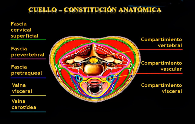 Anatomía del cuello: músculos, huesos, trígonos, plexo cervical